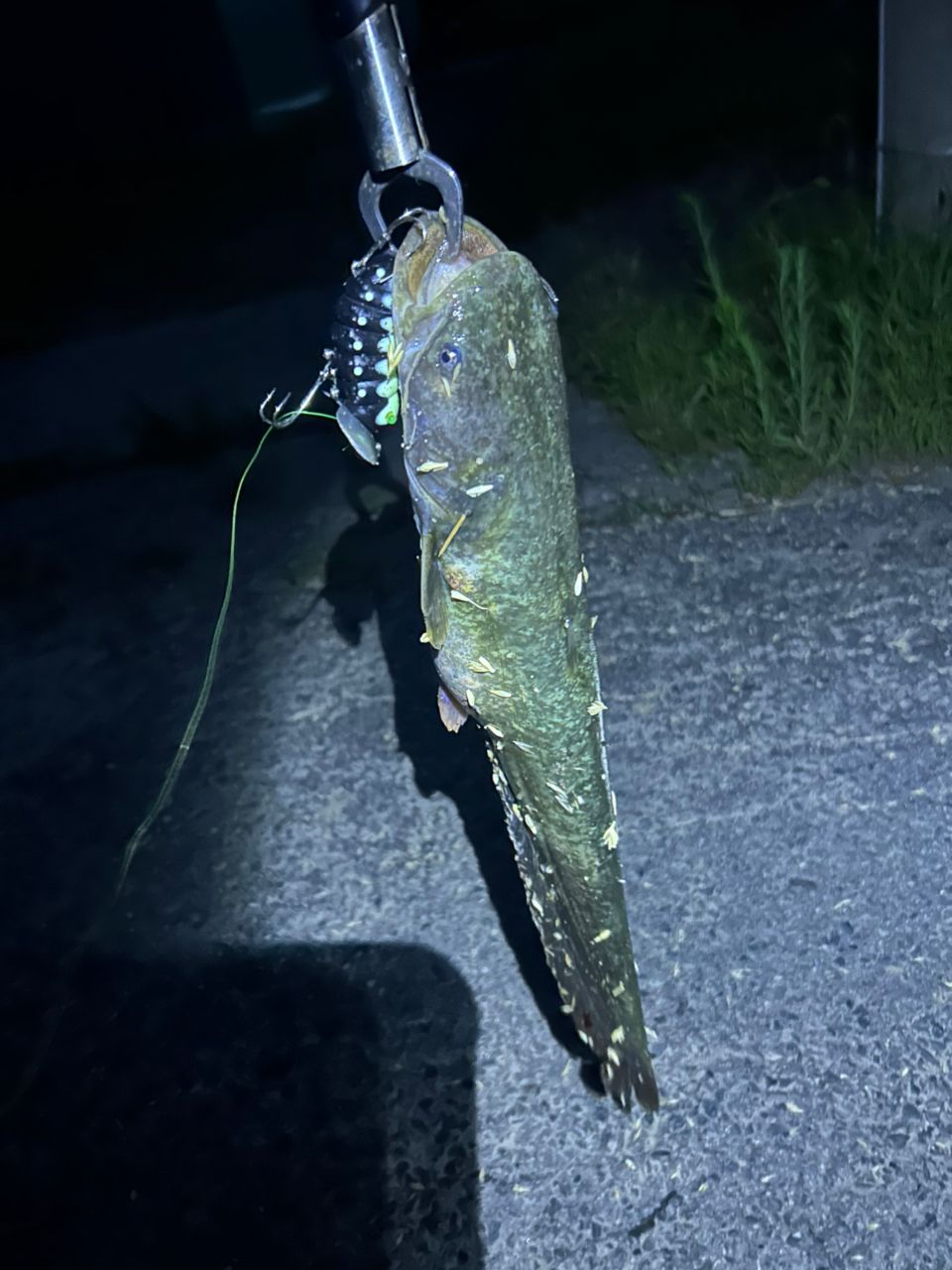 ナマズの釣果写真