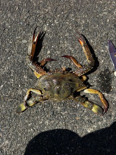 カニの釣果