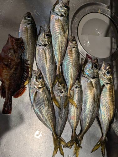 アジの釣果