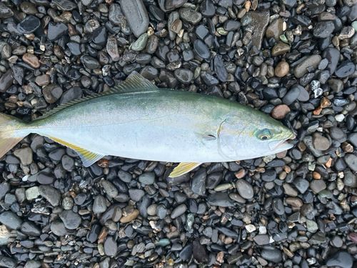 ワカシの釣果