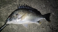 キビレの釣果