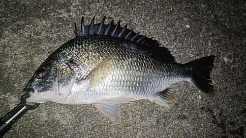 キビレの釣果
