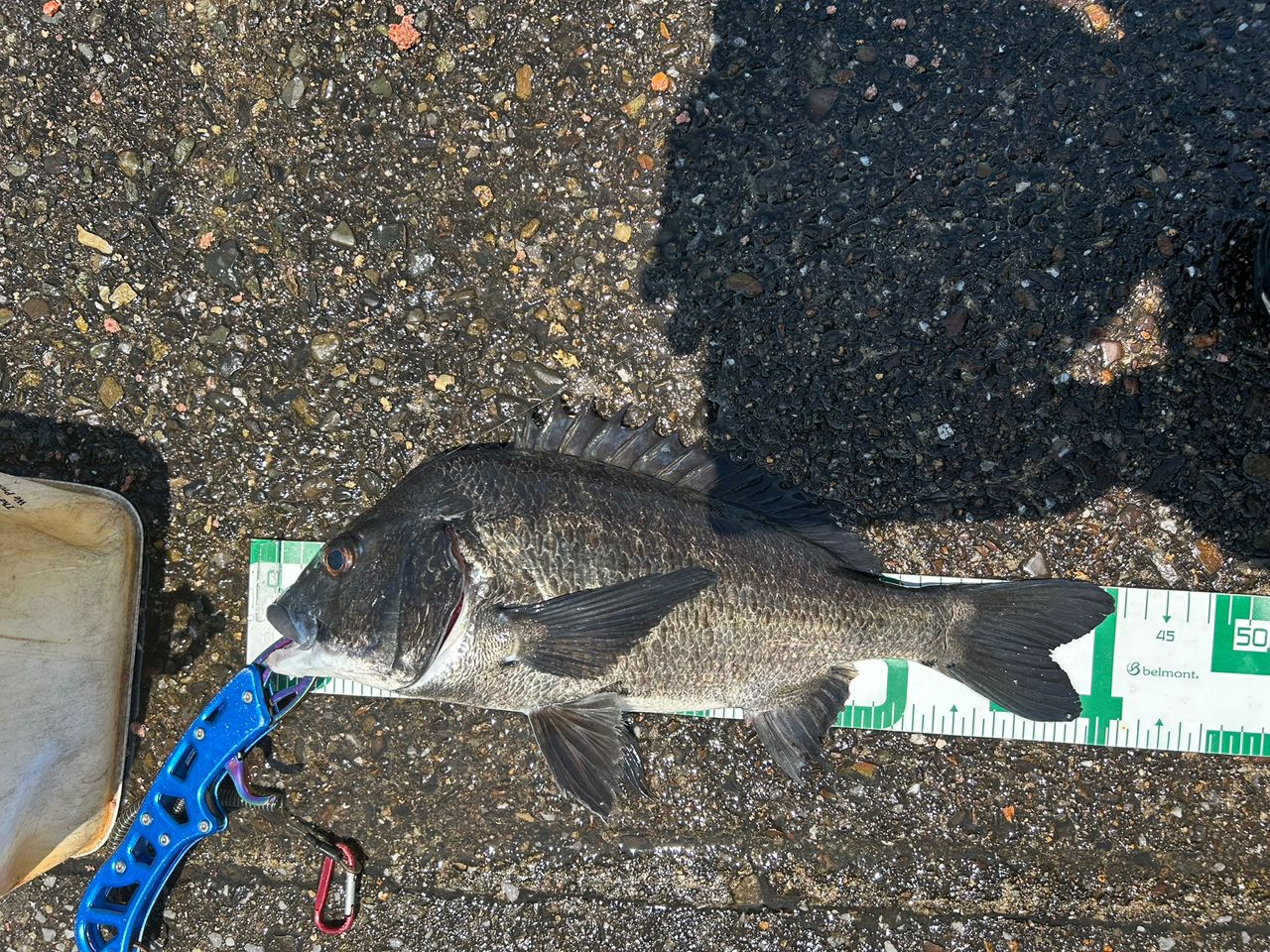 クロダイの釣果写真