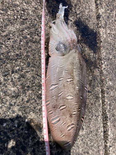 アコウの釣果