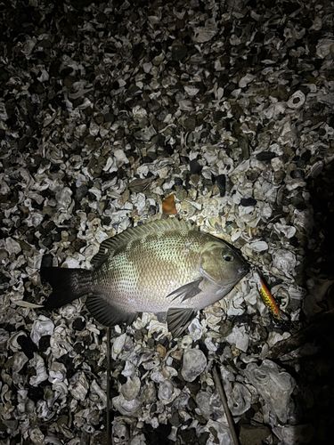メジナの釣果