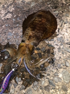 アオリイカの釣果