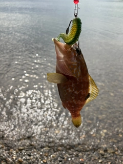 キジハタの釣果