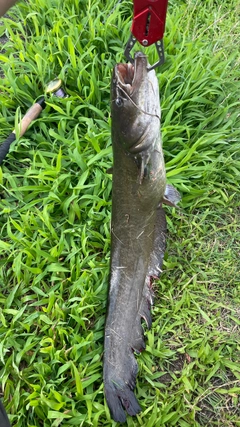 ナマズの釣果