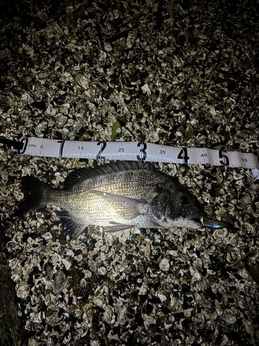 チヌの釣果