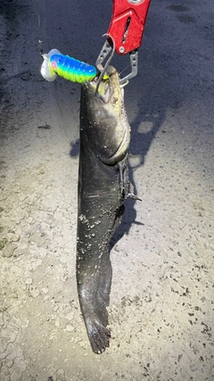 ナマズの釣果