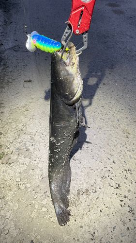 ナマズの釣果
