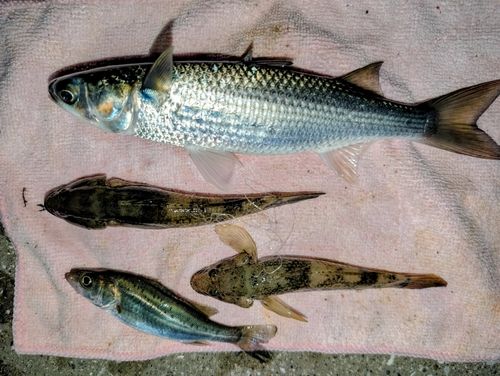 ボラの釣果