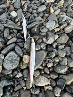 カマスの釣果