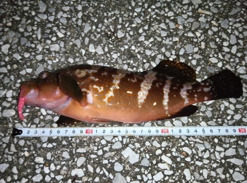 アコウの釣果