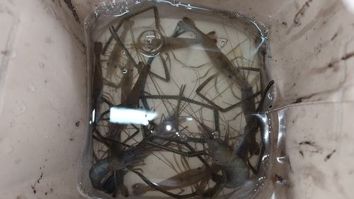 テナガエビの釣果