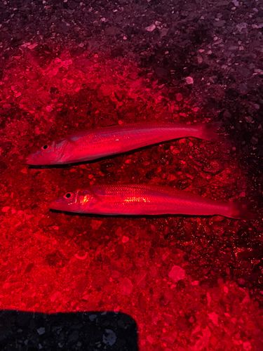 シロギスの釣果