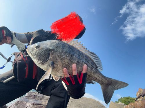 チヌの釣果