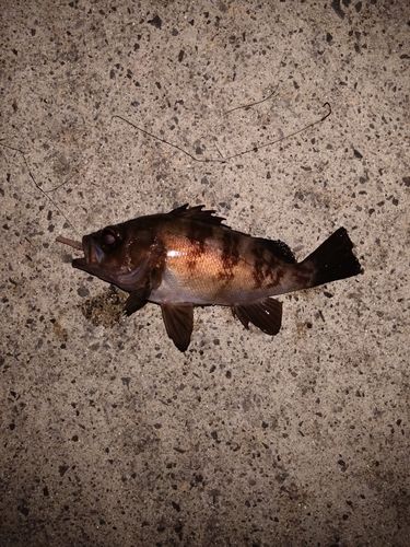 メバルの釣果