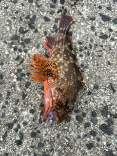 カサゴの釣果