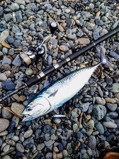 マルソウダの釣果