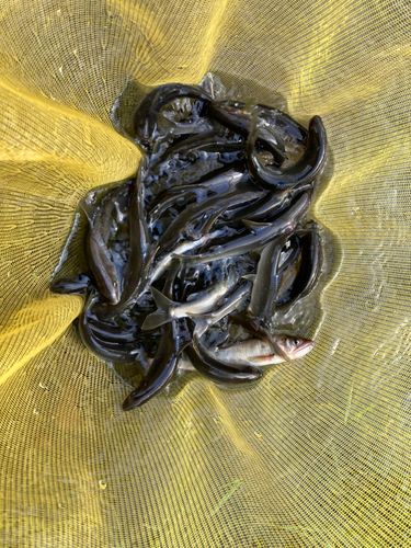 アユの釣果