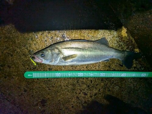 フッコ（マルスズキ）の釣果