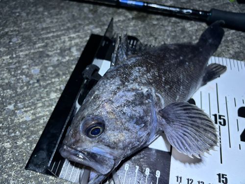 クロソイの釣果