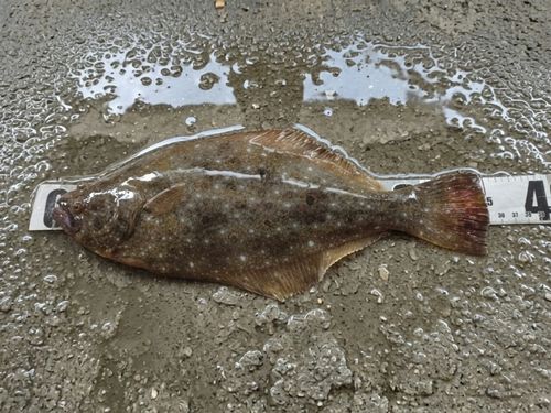 ヒラメの釣果