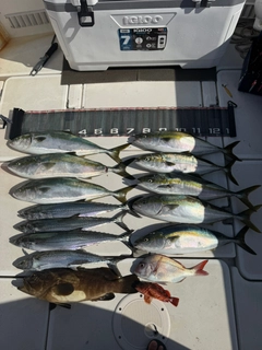 ワラサの釣果