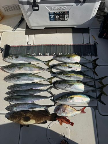 ワラサの釣果
