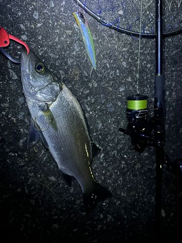 セイゴ（ヒラスズキ）の釣果