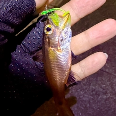 ネンブツダイの釣果