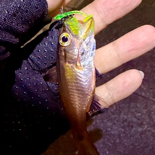 ネンブツダイの釣果