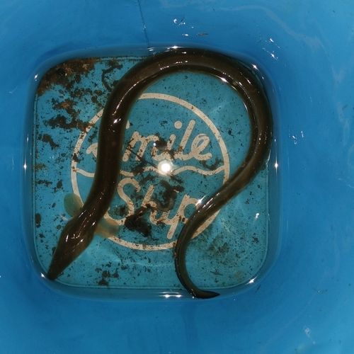 ウナギの釣果