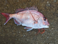 マダイの釣果