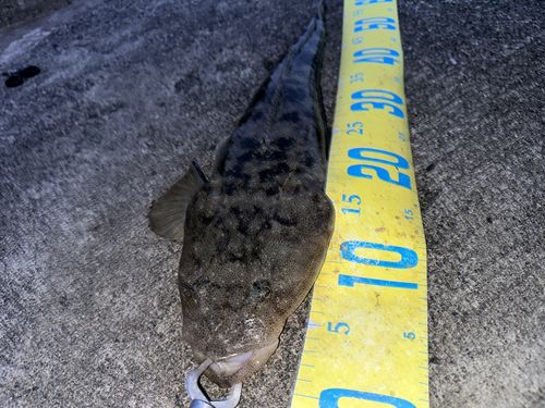 マゴチの釣果