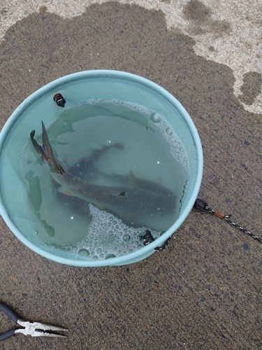 ウグイの釣果