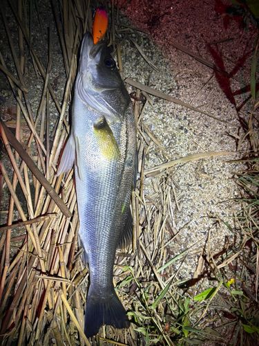 フッコ（マルスズキ）の釣果
