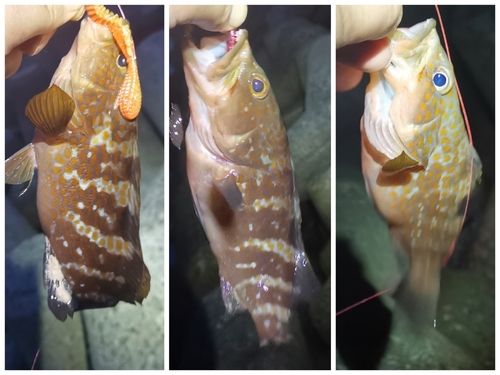 アコウの釣果
