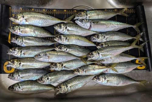 アジの釣果