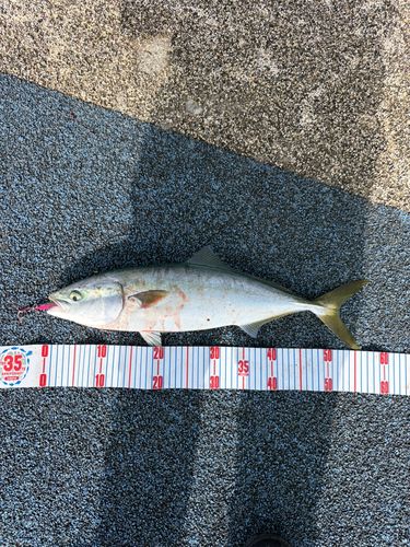 ヤズの釣果