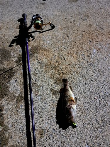 クロソイの釣果