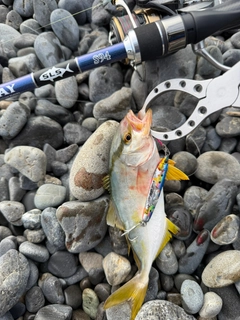 ショゴの釣果