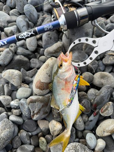 ショゴの釣果