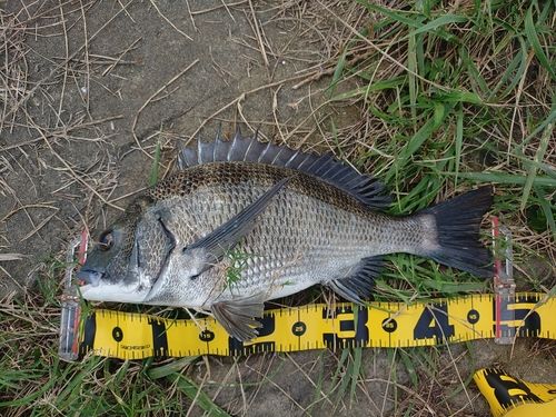 チヌの釣果