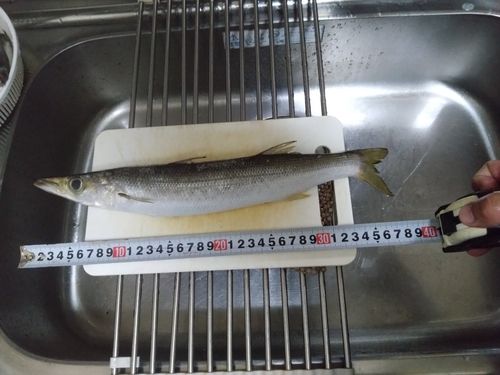 カマスの釣果