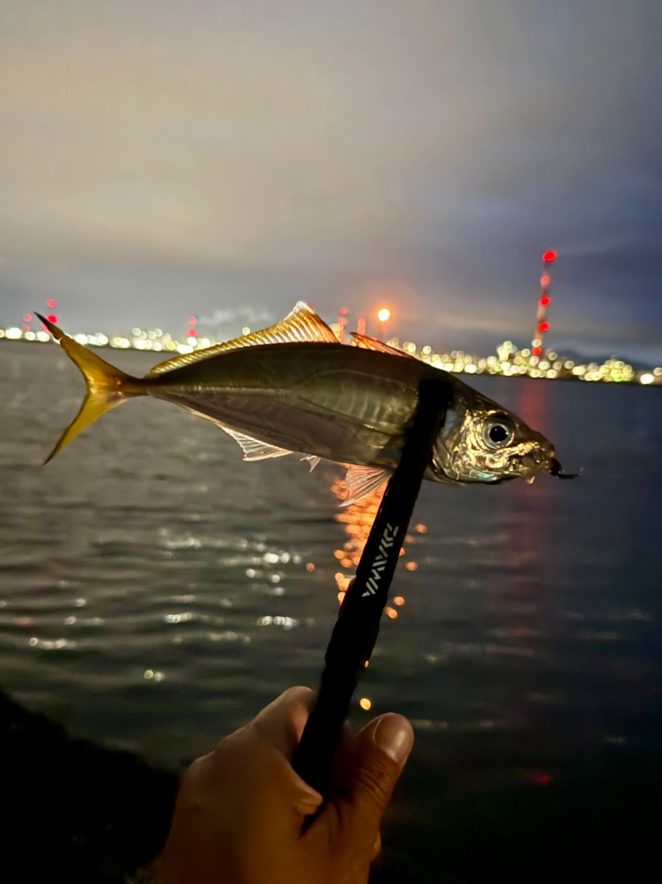 アジの釣果写真