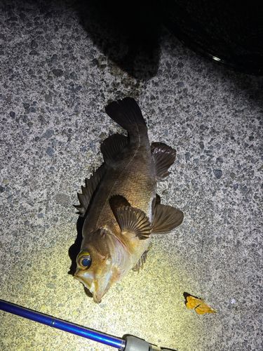 メバルの釣果