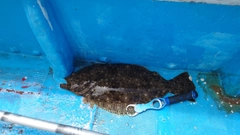 ヒラメの釣果