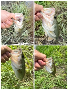 ブラックバスの釣果
